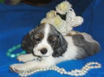 cocker spaniel with pearls