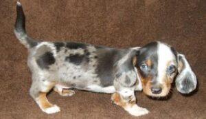 Merle Miniature Dachshund Puppe for sale