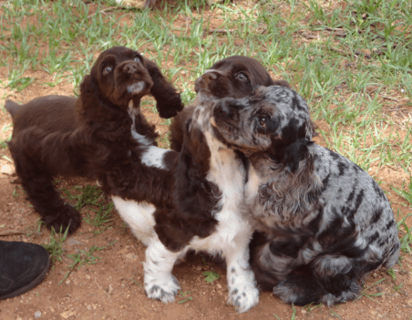 upcoming litters of Cocker Spaniel Puppies at Mary's Cocker Haven