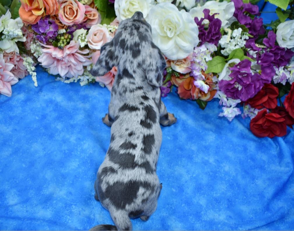 AKC blue and tan cream dapple smooth coat miniature dachshund puppies near Denver, CO