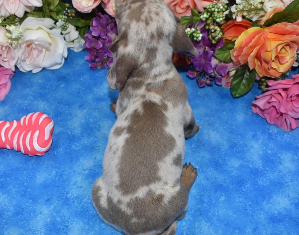 AKC Isabelle tan dapple blue eyes smooth coat miniature dachshund puppies for sale in Colorado.