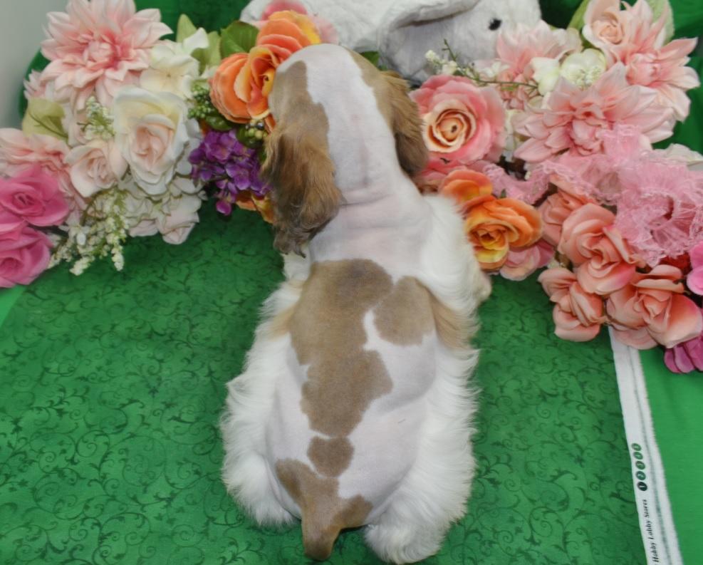 AKC American cocker spaniel puppies for sale in Colorado