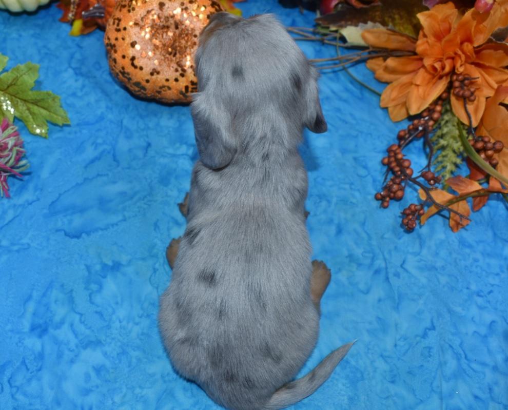 AKC Miniature dachshund puppies for sale in Colorado.