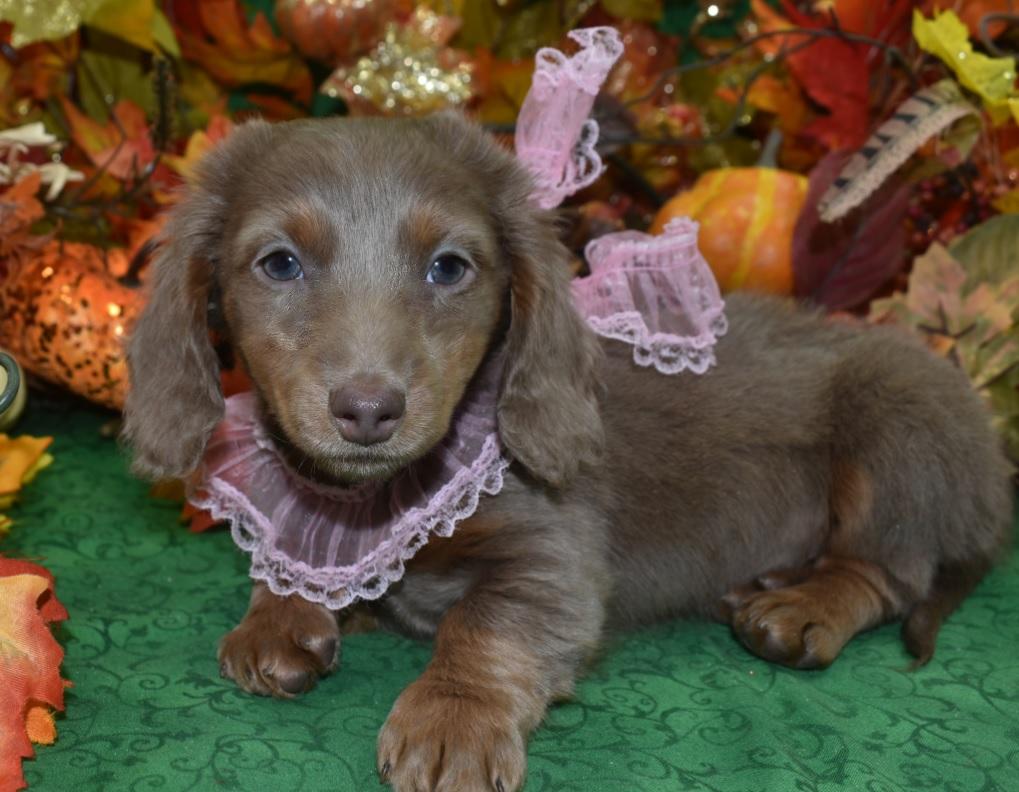 AKC Isabelle tan longhair miniature dachshund puppies for sale