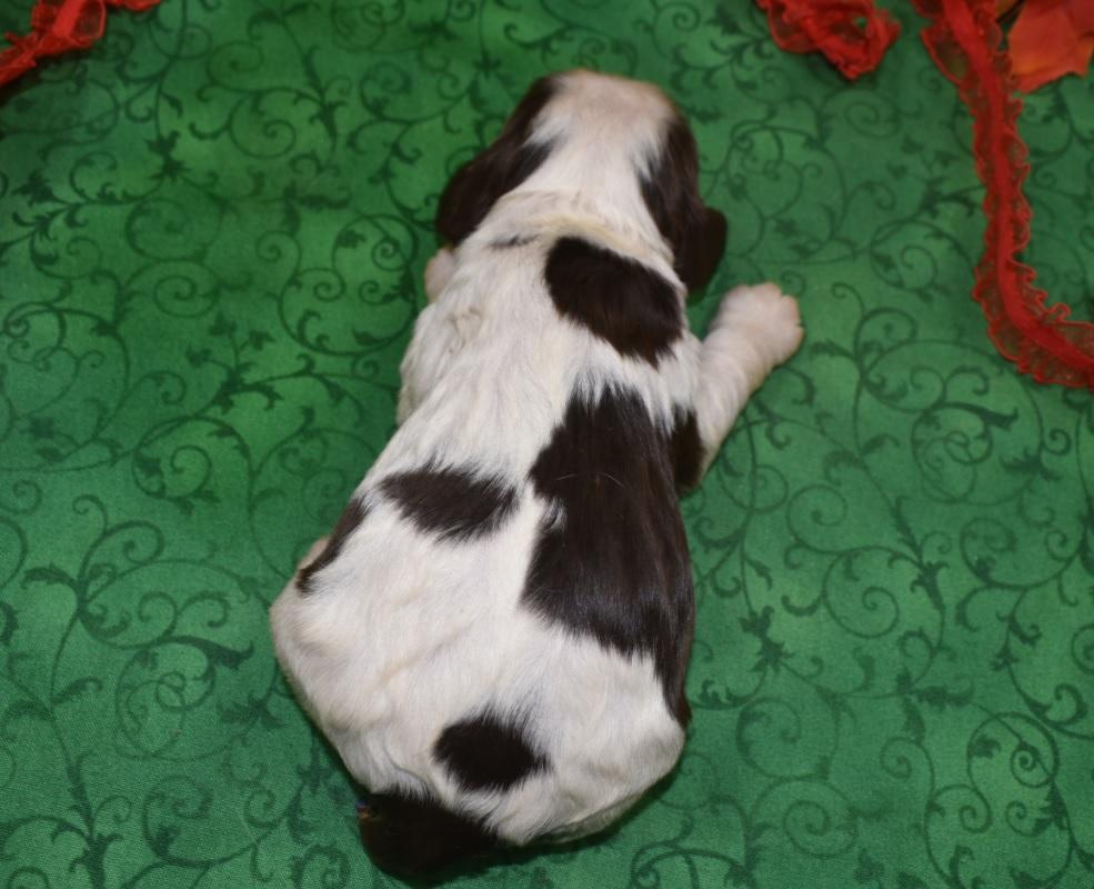 AKC American cocker spaniel puppies for sale in Colorado