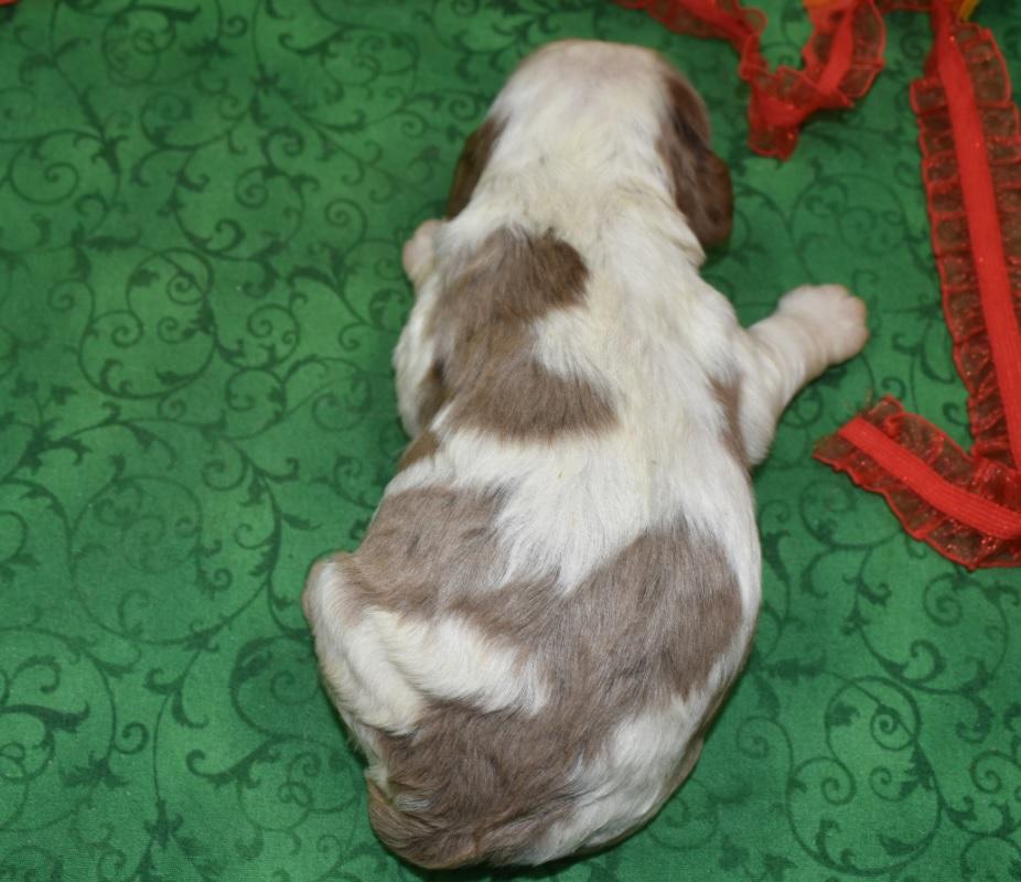 AKC American cocker spaniel puppies for sale near me.