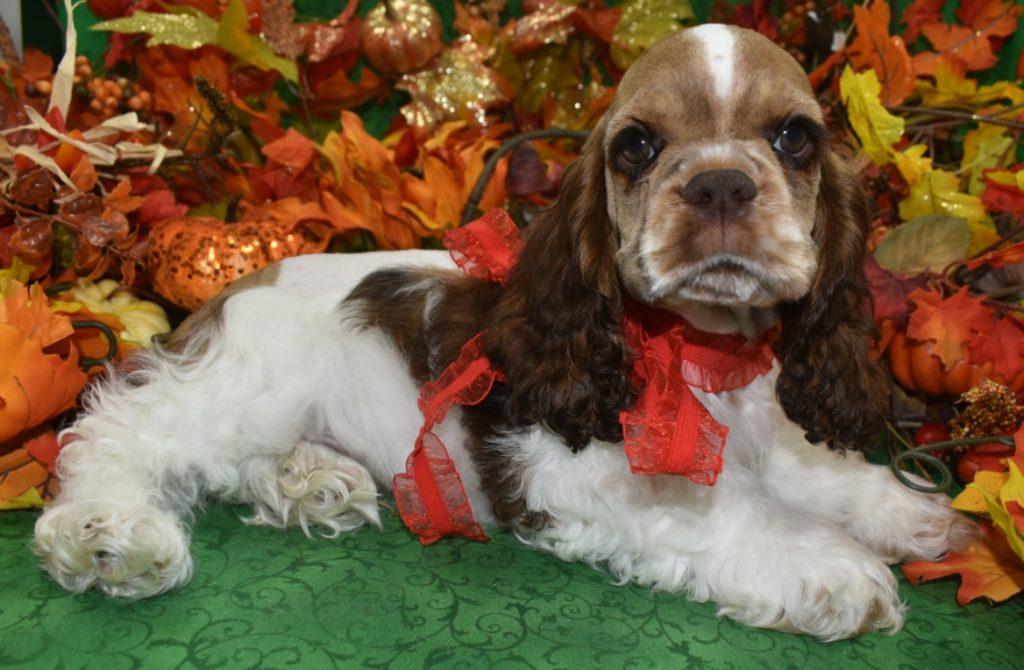 AKC chocolate sable Parti American cocker spaniel puppies for sale.