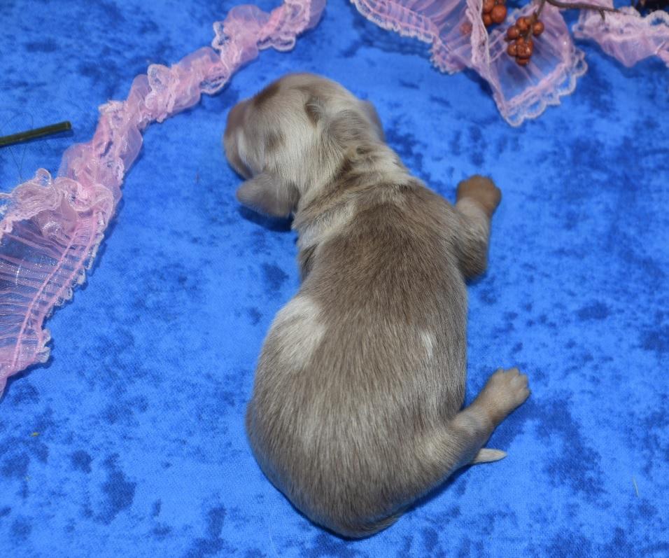 AKC Miniature Dachshund Puppies for sale near me.