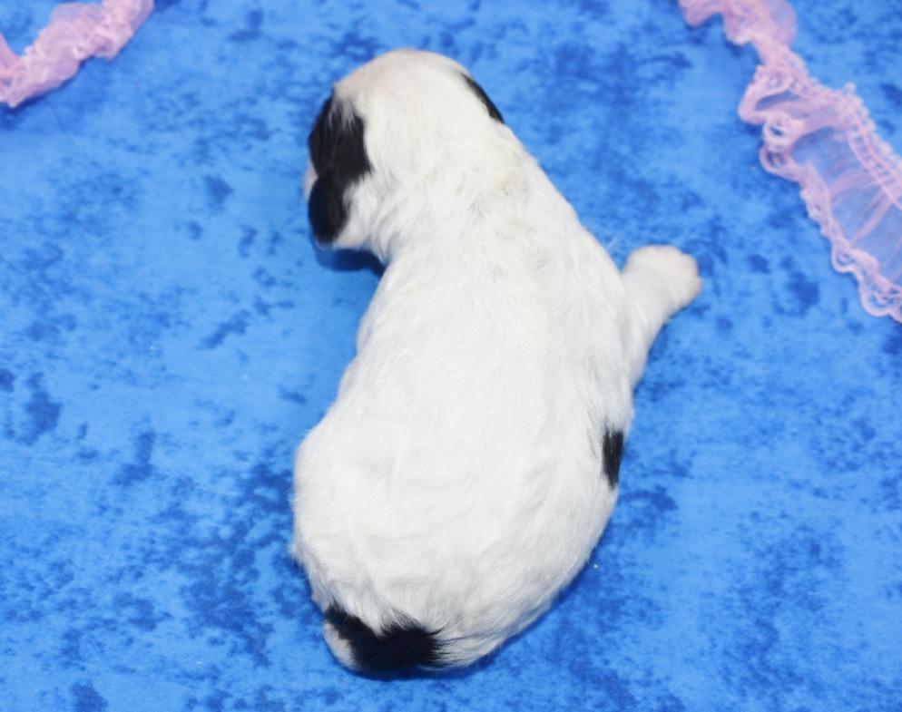 AKC American cocker spaniel puppies for sale near Colorado Springs, Colorado