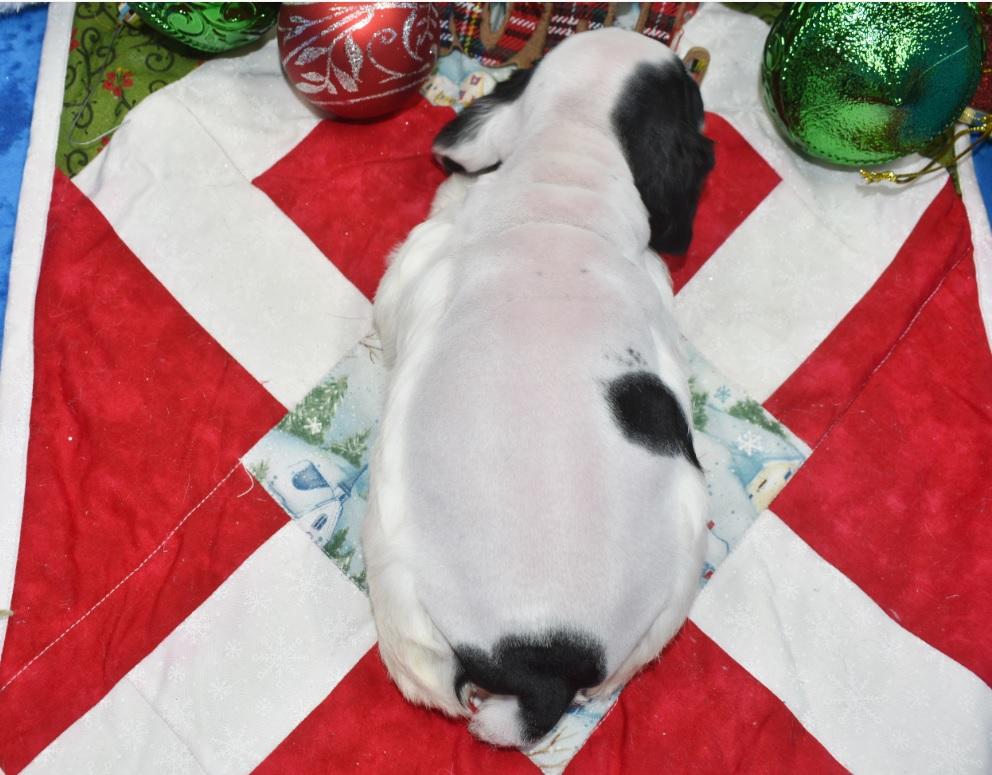 AKC black and tan Parti American cocker spaniel puppies for sale in Colorado.