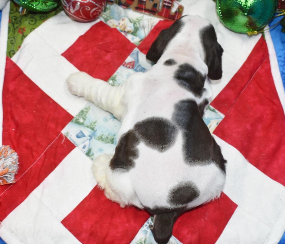 AKC American cocker spaniel puppies for sale in Colorado.