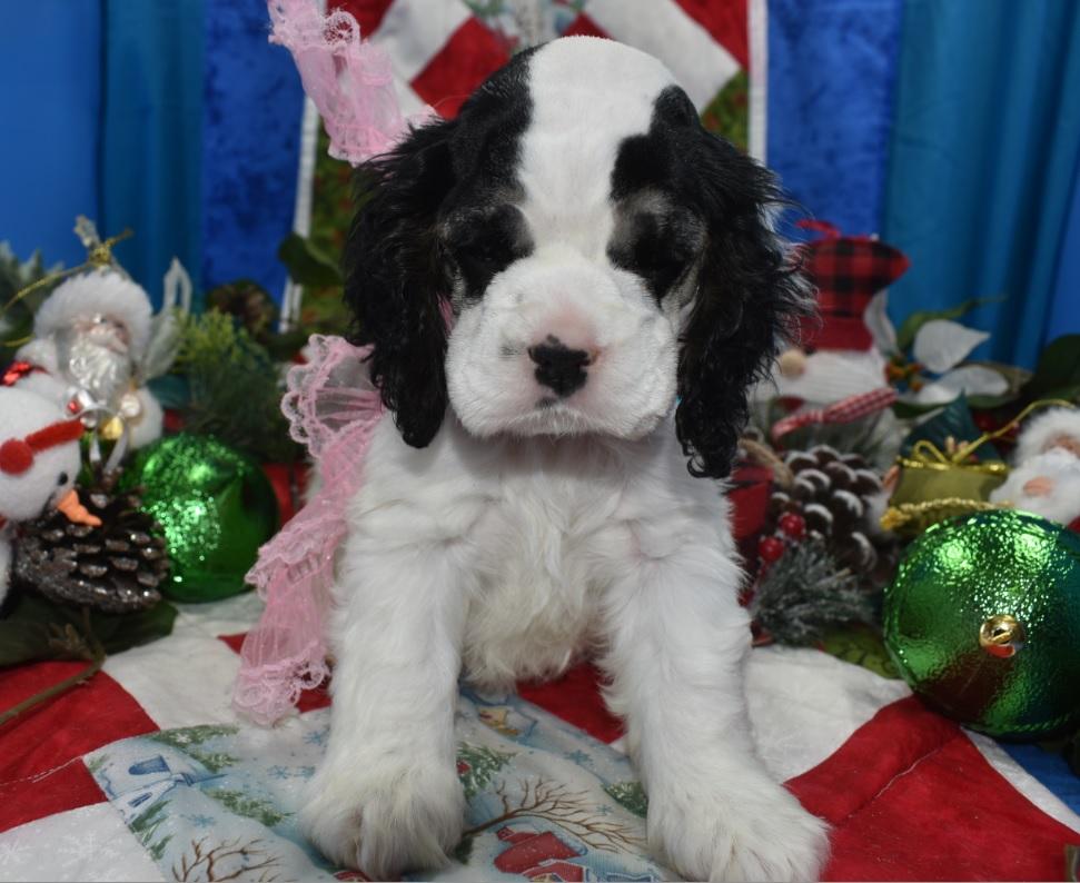 AKC black tan Parti American cocker spaniel puppies for sale near Denver, Colorado