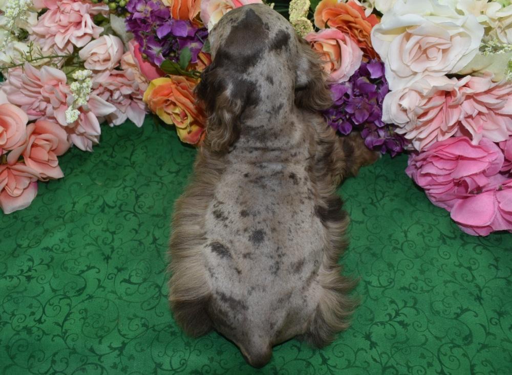 AKC American cocker spaniel puppies for sale in Colorado