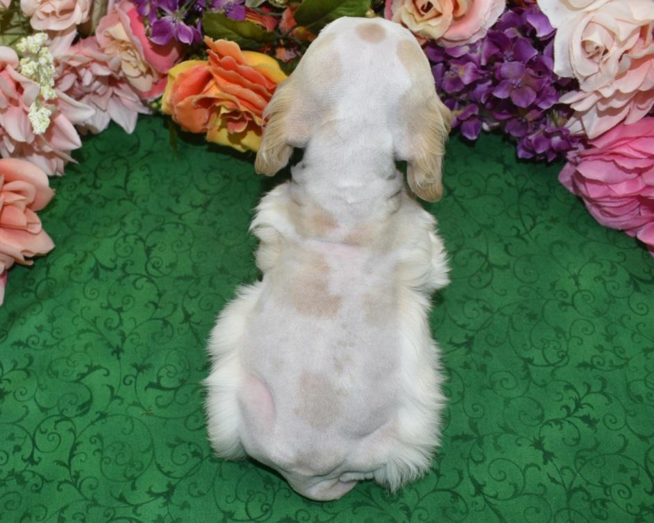 AKC American Cocker Spaniel Puppies for sale in Colorado.