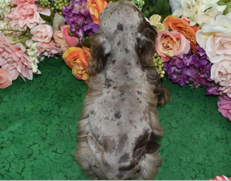 AKC American cocker spaniel puppies for sale near Colorado Springs, Colorado