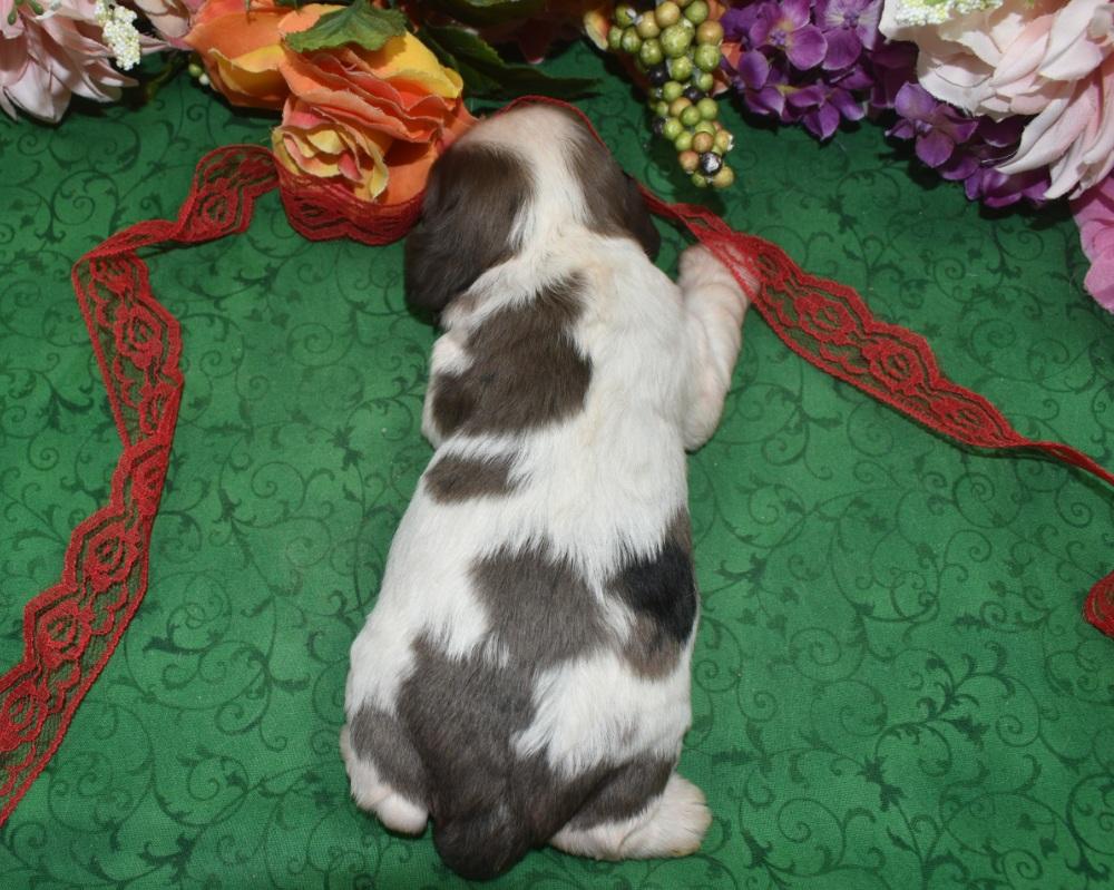 AKC American cocker spaniel puppies for in Colorado