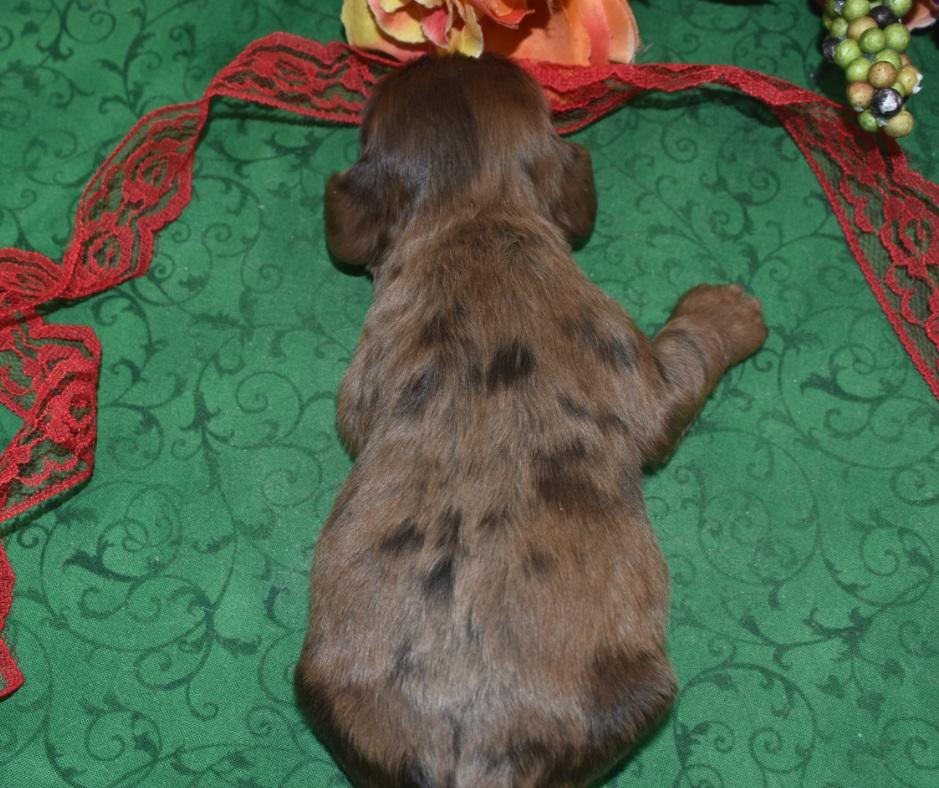 AKC American cocker spaniel puppies for sale in Colorado