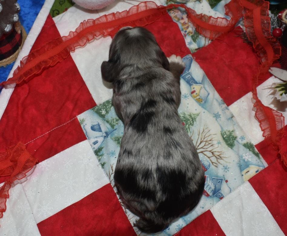 AKC American cocker spaniel puppies for sale in Colorado