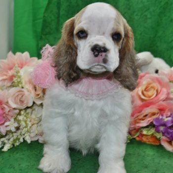 AKC Reputable Licensed American Cocker spaniel Breeders in Colorado.