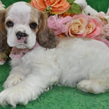 AKC sable Parti Merle blue eyes American cocker spaniel puppies for sale near Denver, Colorado.
