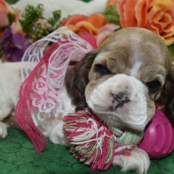 AKC sable roan Parti Merle blue eyes American cocker spaniel puppies for sale.