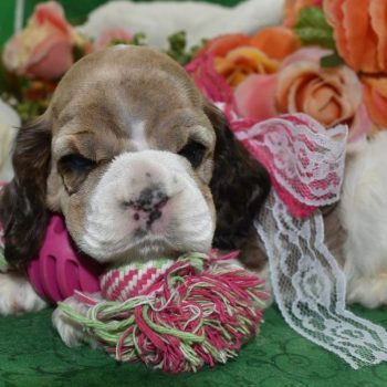 AKC-Alexis-sable-parti-Merle-blue-eyes-American-cocker-spaniel-puppy4.3