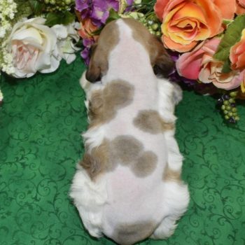 AKC-Alexis-sable-parti-Merle-blue-eyes-American-cocker-spaniel-puppy4.4