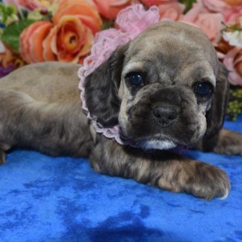 AKC-Ally-sable-tan-merle-American-cocker-spaniel-puppies4.2