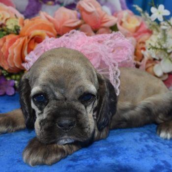 AKC sable tan Merle American cocker spaniel puppies for sale.