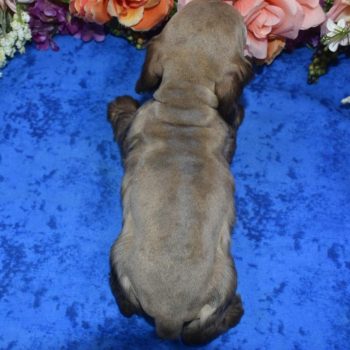 AKC-Ally-sable-tan-merle-American-cocker-spaniel-puppies4.4