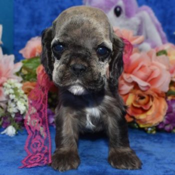 AKC sable tan merle American cocker spaniel puppies for sale near me.