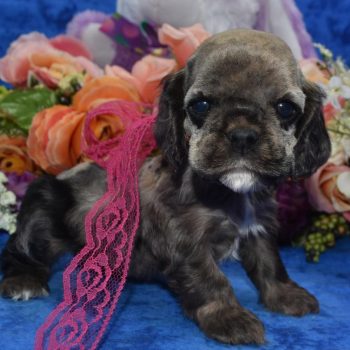 AKC-Amber-sable-tan-Merle-American-cocker-spaniel-puppy4.2