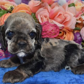 AKC-Amber-sable-tan-Merle-American-cocker-spaniel-puppy4.3