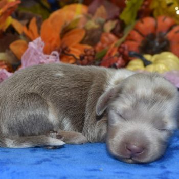 AKC Isabelle Tan Irish Piebald Longhair miniature dachshund puppies for sale near me.