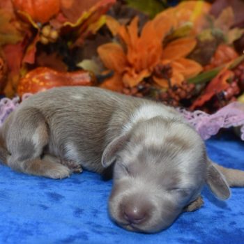 AKC Reputable Licensed Miniature Dachshund Breeders in Colorado.