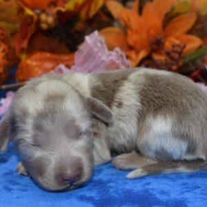 AKC Isabelle tan Irish Piebald longhair miniature dachshund puppies for sale near Colorado Springs, Colorado