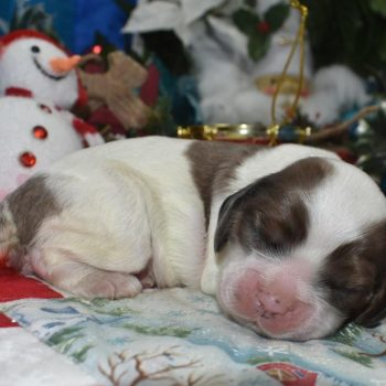 AKC chocolate sable parti Merle American cocker spaniel puppies for sale near Colorado Springs, CO