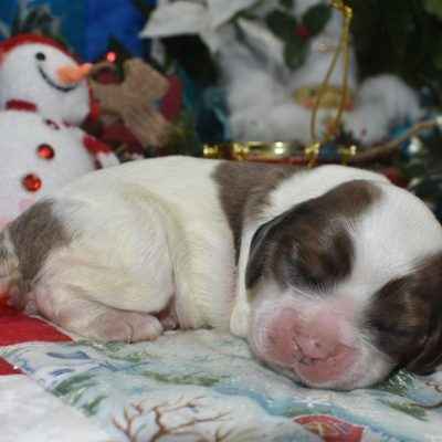 AKC chocolate sable parti Merle American cocker spaniel puppies for sale near Colorado Springs, CO