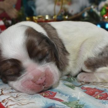 Looking for a AKC female chocolate sable parti Merle American cocker spaniel puppies for sale near Denver, Colorado