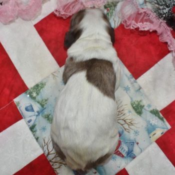 AKC-Angel-chocolate-sable-Parti-Merle-American-cocker-spaniel-puppy1.4