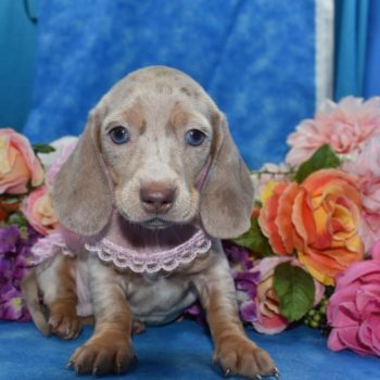 AKC Isabelle and cream dapple blue eyes smooth coat miniature dachshund puppies for sale in Colorado.