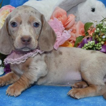 AKC Isabelle cream dapple blue eye smooth coat miniature dachshund puppies in Colorado.
