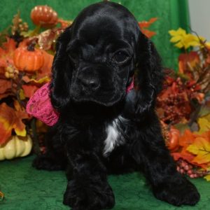 AKC-Aspen-black-white-chin-chest-American-cocker-spaniel-puppy7.1