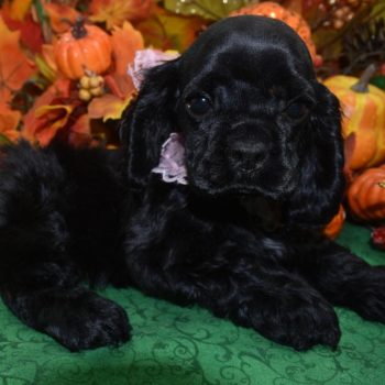 AKC black white chin/chest American cocker spaniel puppies for sale near Colorado Springs, Colorado