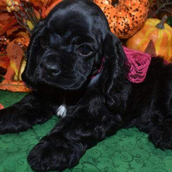 AKC female black American cocker spaniel puppies for sale in Colorado