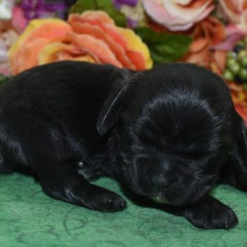 AKC black white chin/chest American cocker spaniel puppies for sale near Denver, Colorado