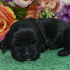 AKC-Aspen-black-white-markings-American-cocker-spaniel-puppy1.4