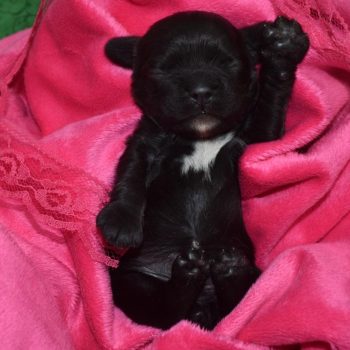 AKC black white chin/chest American Cocker Spaniel puppies for sale.