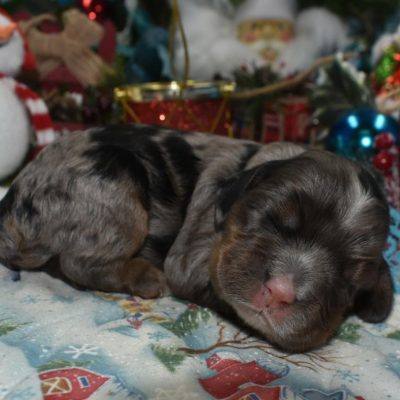 AKC-Beethoven-sable-tan-Merle-American-cocker-spaniel-puppy1.2