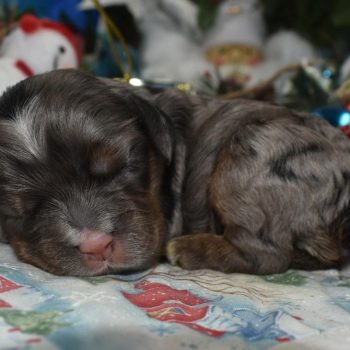 AKC Reputable License Merle American cocker spaniel Breeders in Colorado